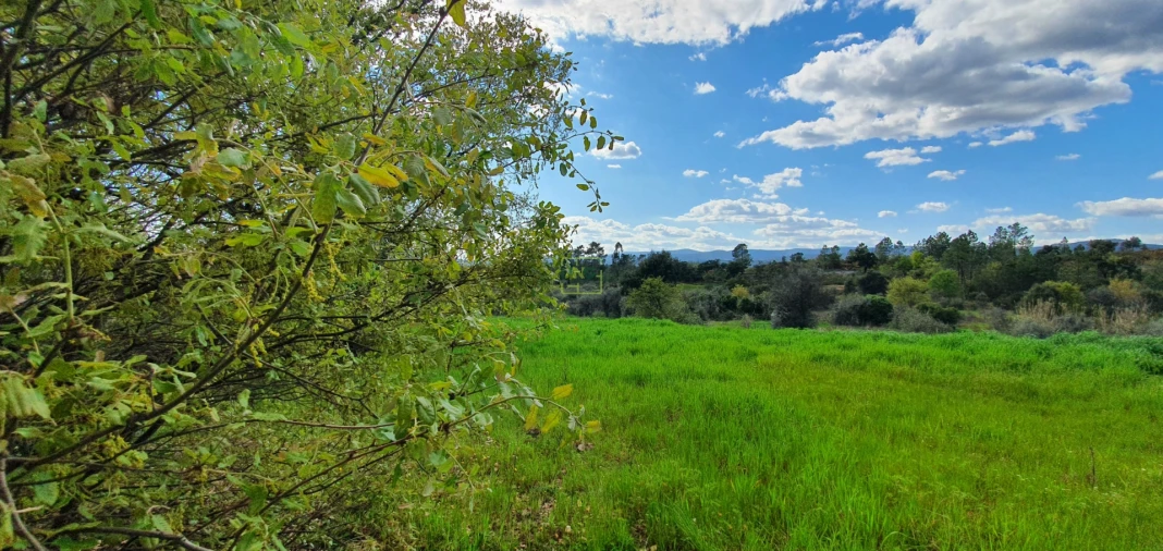 Terreno para Venda em Sarzedas Foto 20
