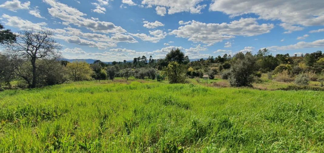Terreno para Venda em Sarzedas Foto 6