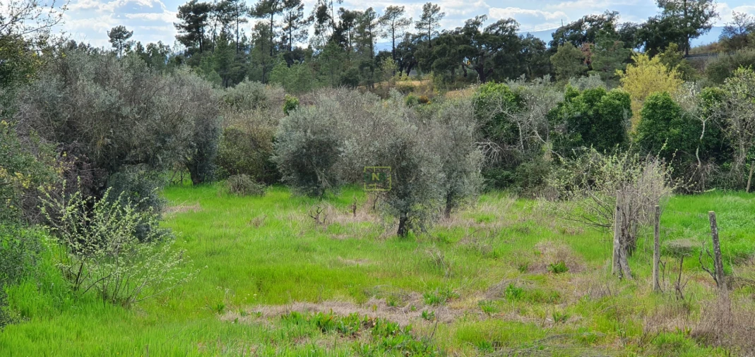 Terreno para Venda em Sarzedas Foto 13