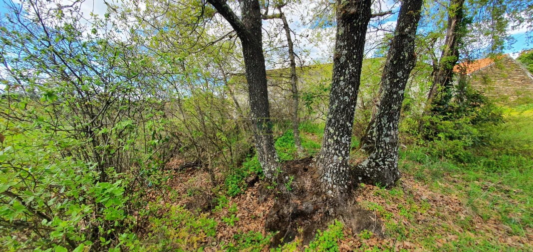Terreno para Venda em Sarzedas Foto 21