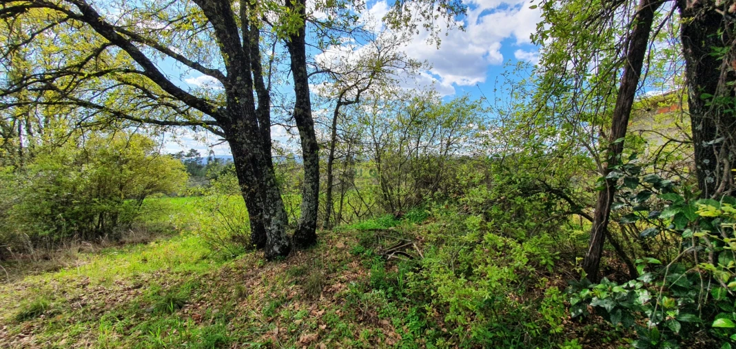 Terreno para Venda em Sarzedas Foto 22