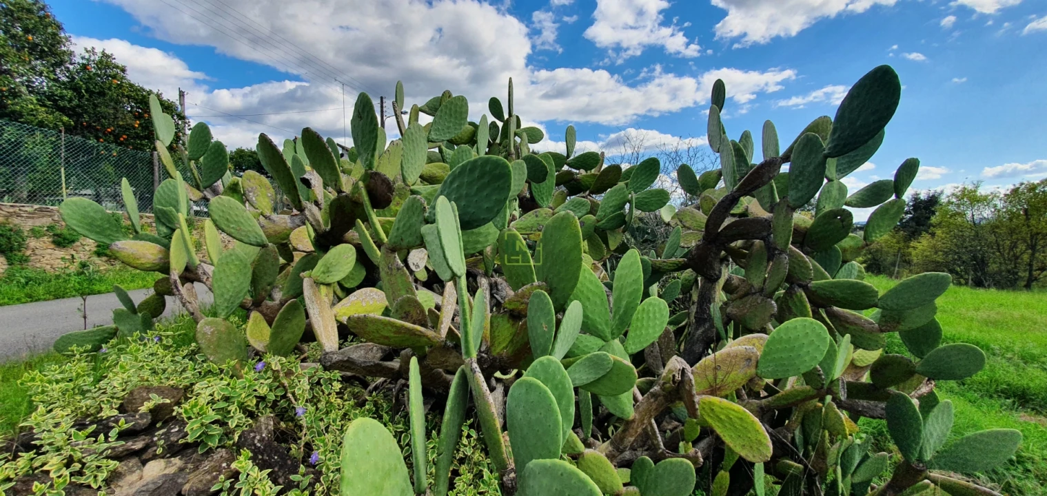 Terreno para Venda em Sarzedas Foto 23