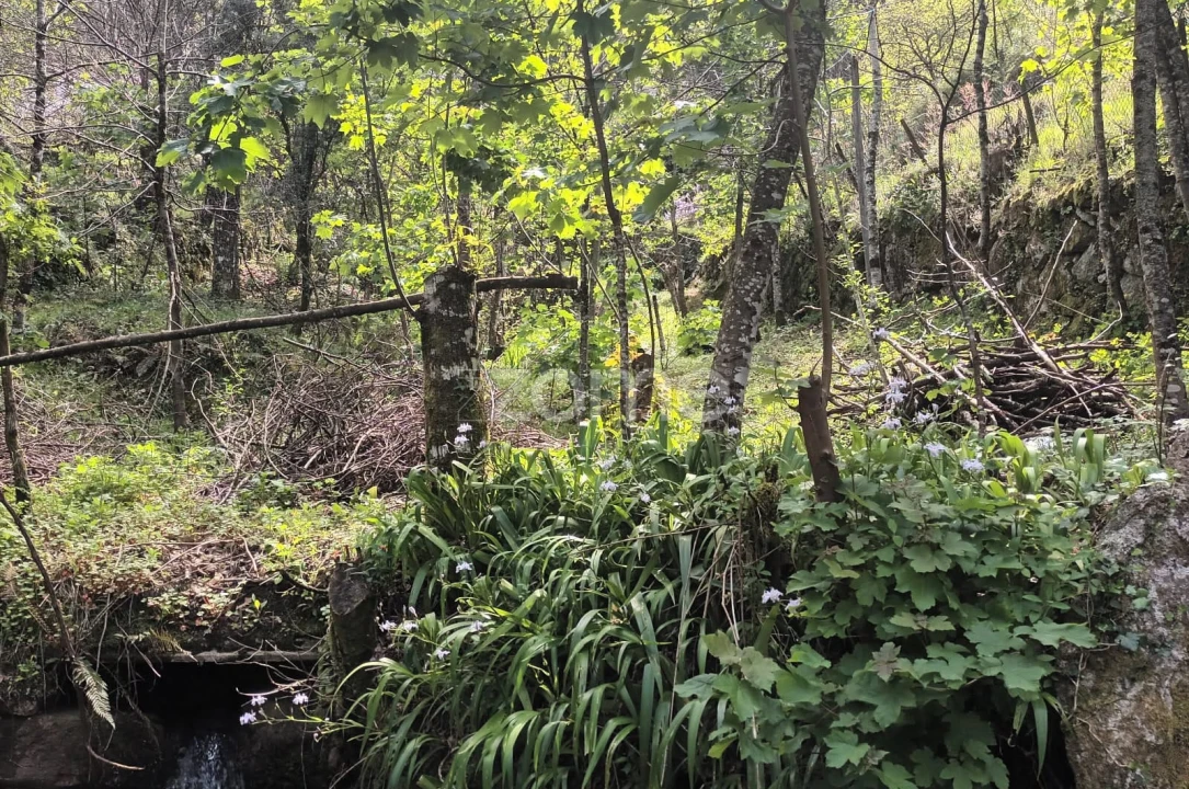 Terreno para Venda em Ventosa e Cova Foto 4