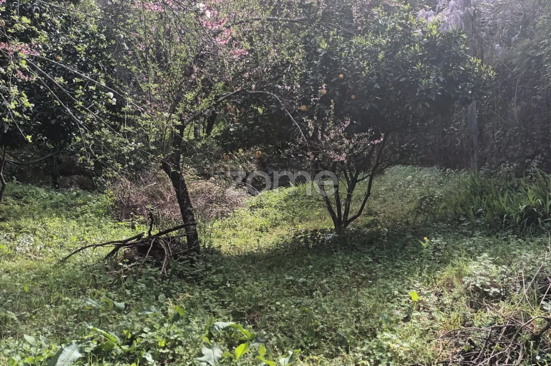 Terreno para Venda em Ventosa e Cova Foto 51