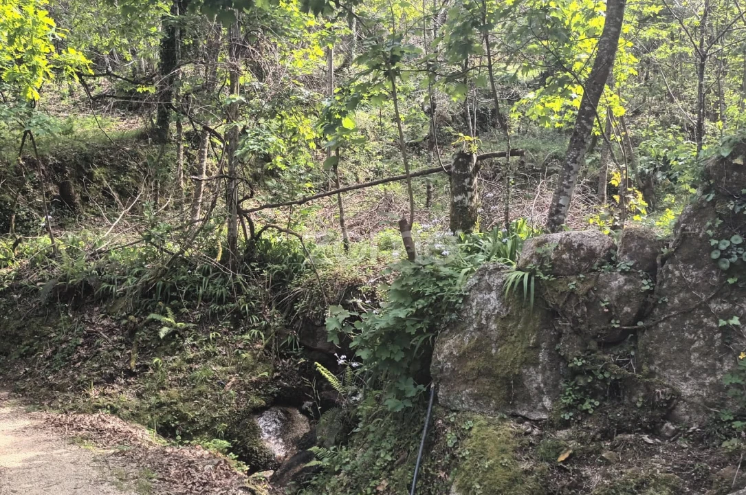 Terreno para Venda em Ventosa e Cova Foto 5