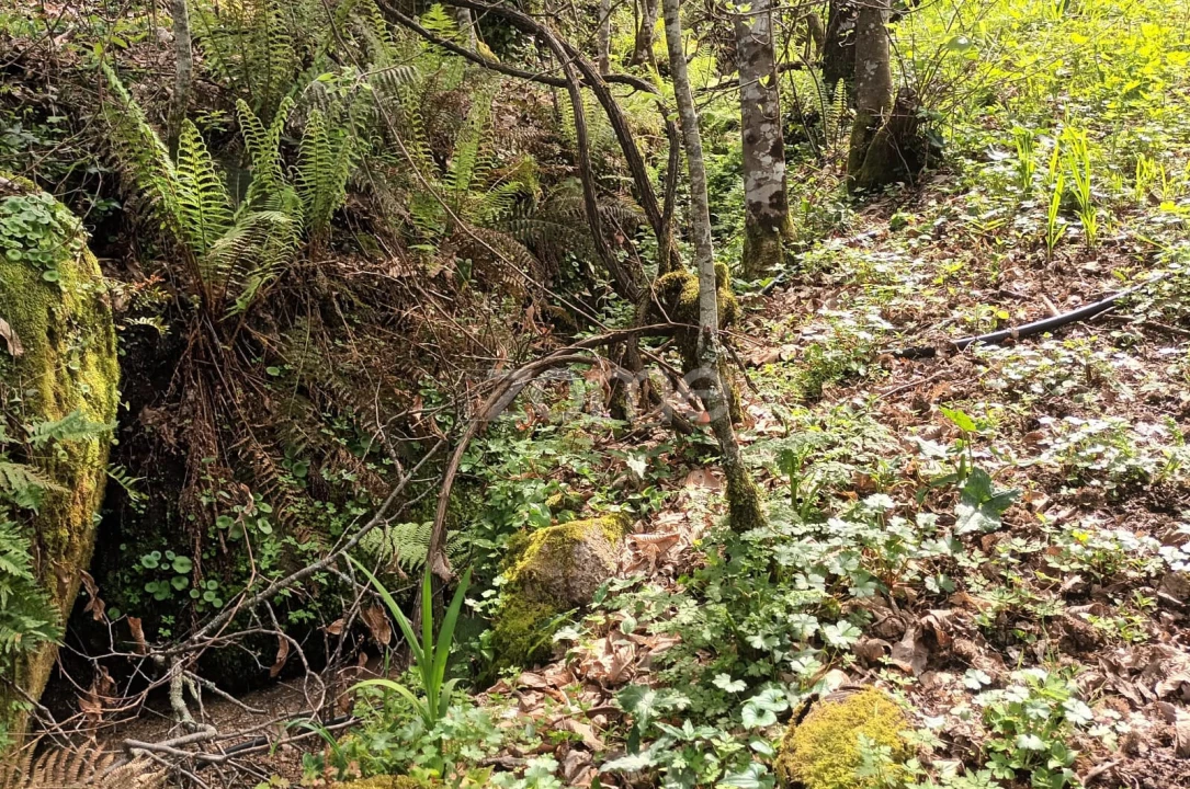 Terreno para Venda em Ventosa e Cova Foto 22