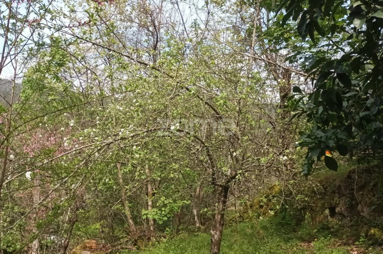 Terreno para Venda em Ventosa e Cova