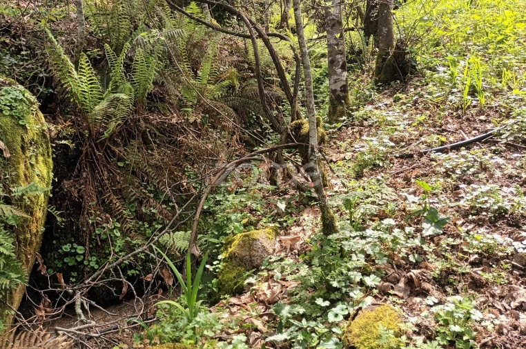 Terreno para Venda em Ventosa e Cova Foto 22