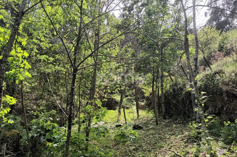 Terreno para Venda em Ventosa e Cova Foto 23
