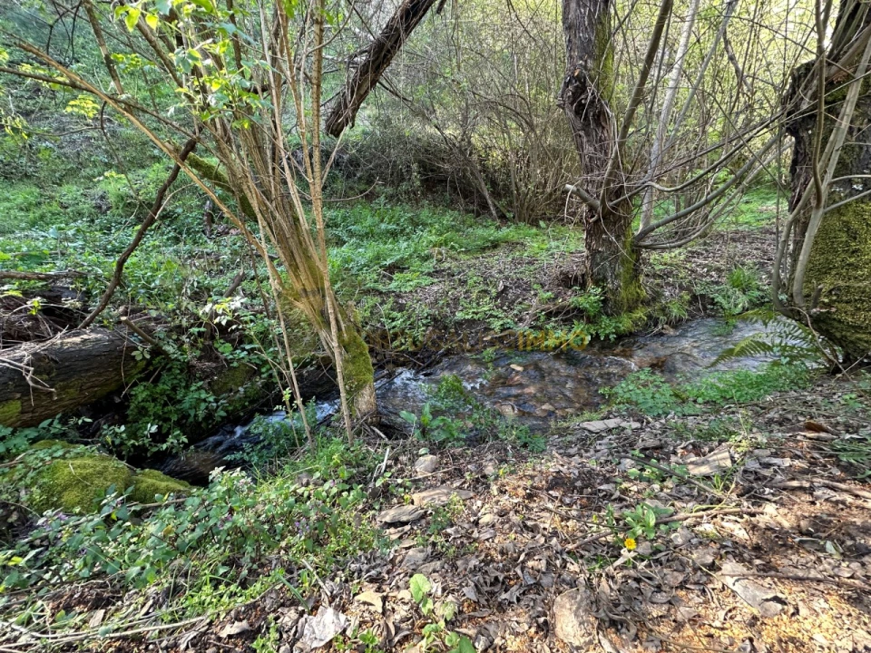 Negócio para Venda em Figueiró dos Vinhos e Bairradas Foto 53