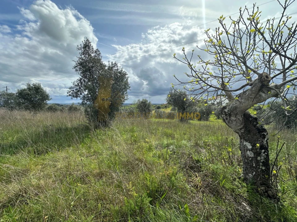 Terreno para Venda em São João Baptista e Santa Maria dos Olivais Foto 13