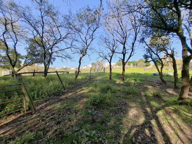 Terreno para Venda em Cela Foto 21