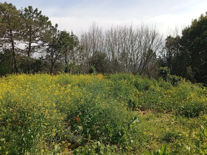 Quinta T0 para Venda em Aguiar de Sousa Foto 38