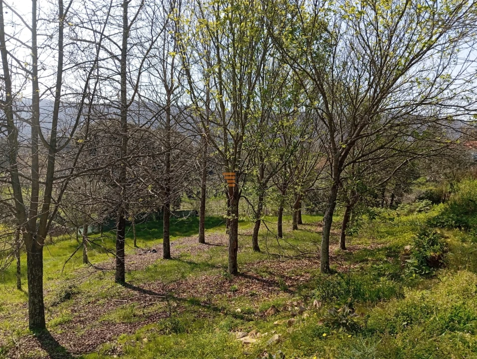 Quinta T0 para Venda em Aguiar de Sousa Foto 39