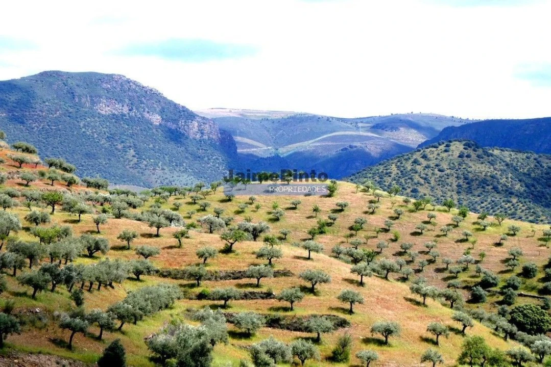 Terreno Agricola ou Rústico para Venda em Escalhão Foto 3