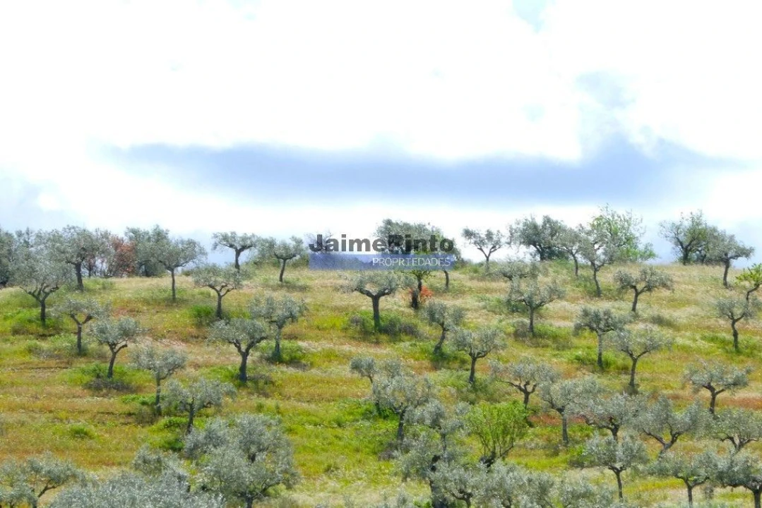 Terreno Agricola ou Rústico para Venda em Escalhão Foto 4