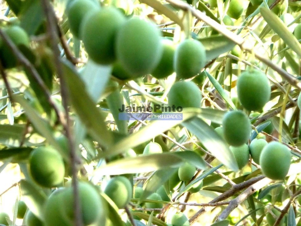 Terreno Agricola ou Rústico para Venda em Escalhão Foto 1