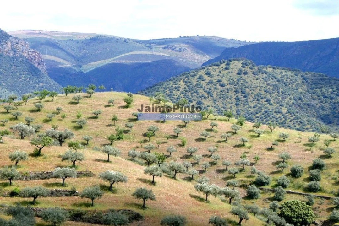 Terreno Agricola ou Rústico para Venda em Escalhão Foto 6