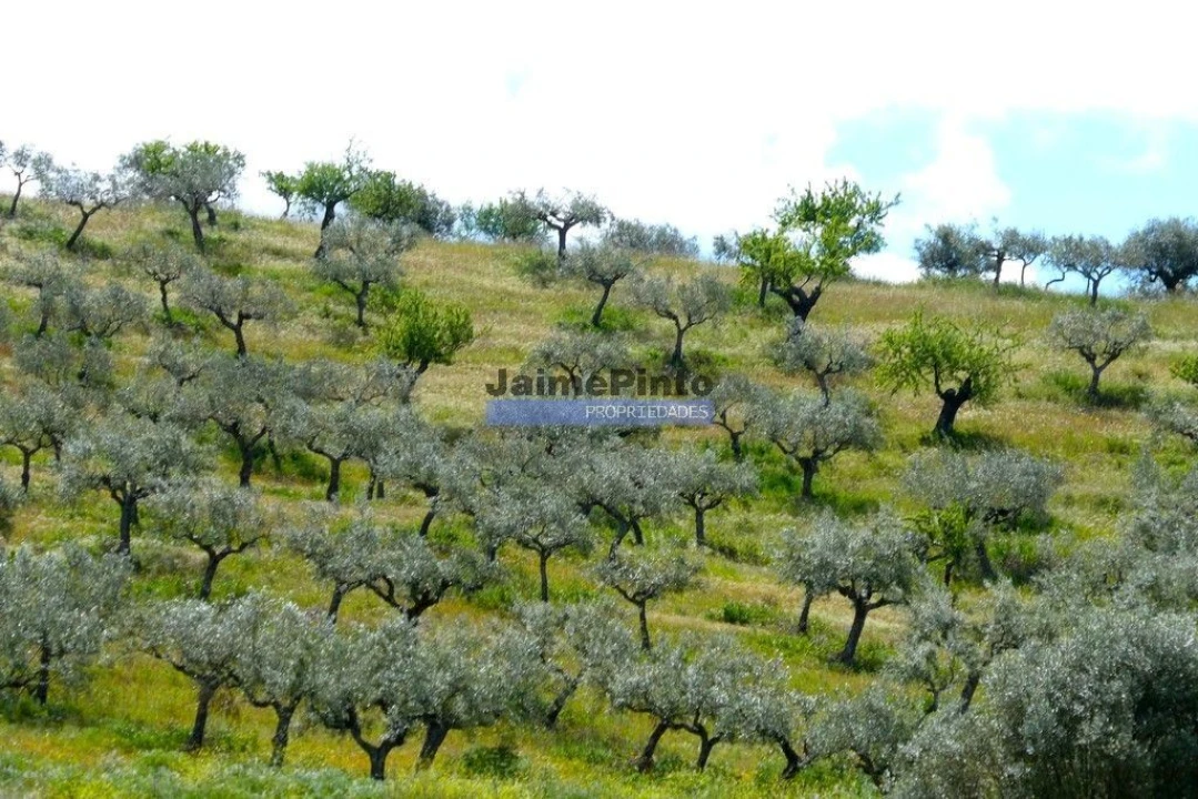 Terreno Agricola ou Rústico para Venda em Escalhão Foto 7