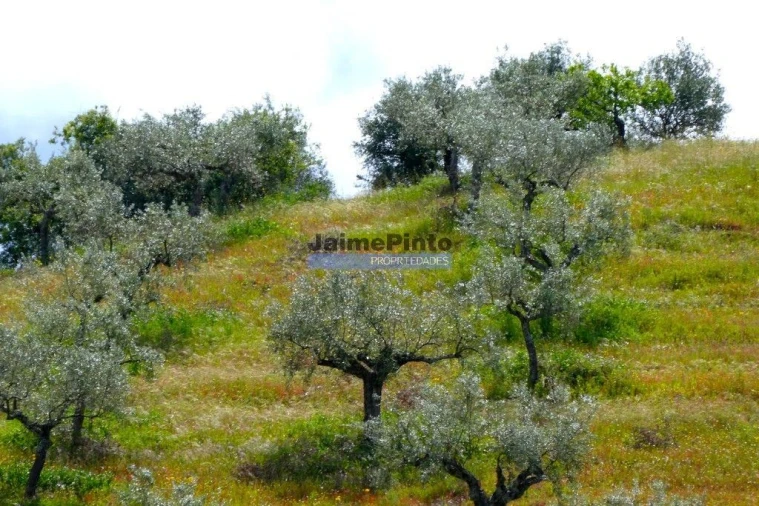 Terreno Agricola ou Rústico para Venda em Escalhão Foto 5