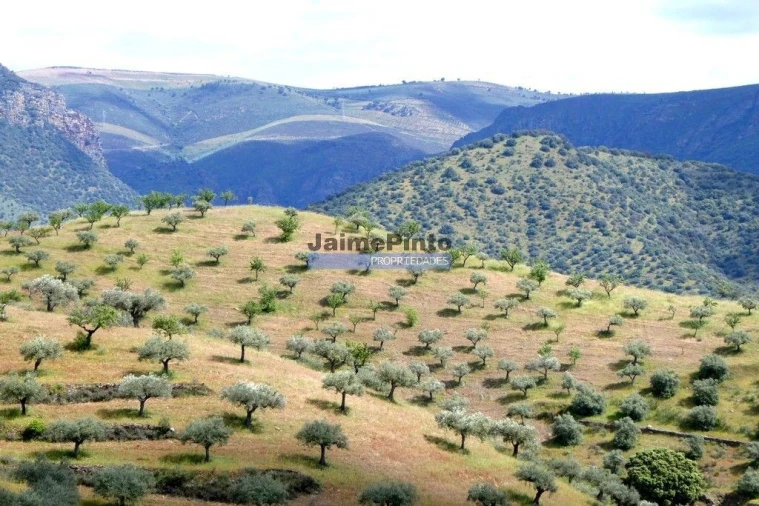Terreno Agricola ou Rústico para Venda em Escalhão Foto 6