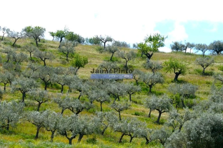 Terreno Agricola ou Rústico para Venda em Escalhão Foto 7