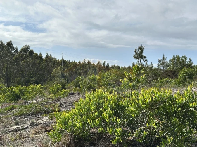Terreno para Venda em Atouguia da Baleia Foto 19
