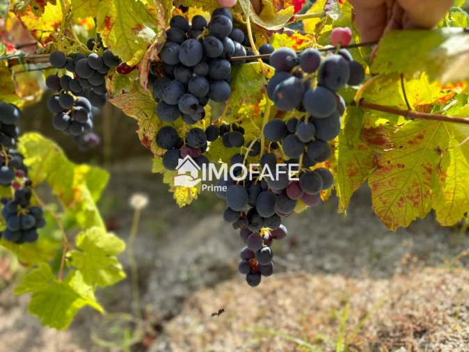 Moradia T3 para Venda em Cepães e Fareja Foto 15