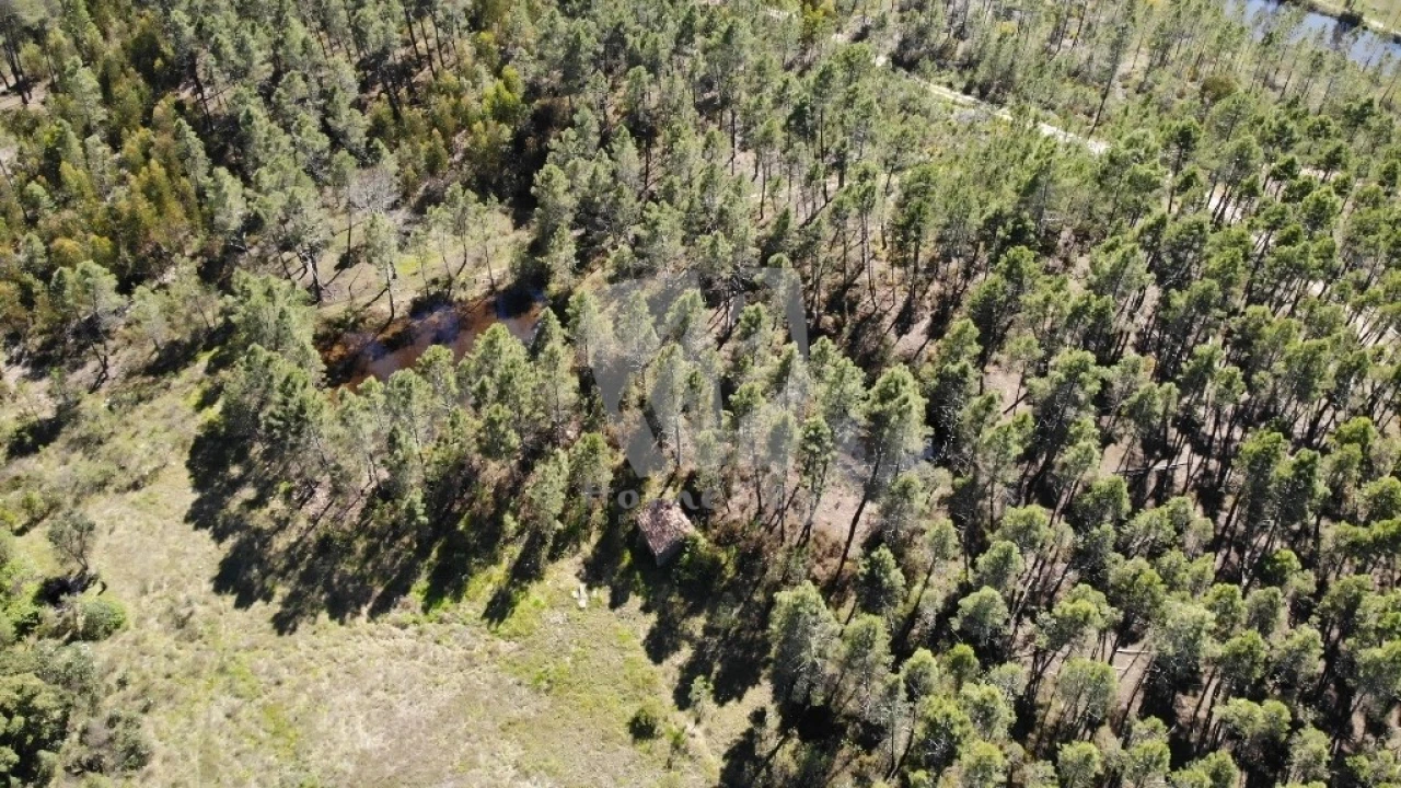 Terreno Agricola ou Rústico para Venda em Sarzedas Foto 28