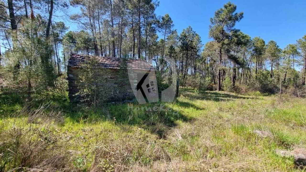 Terreno Agricola ou Rústico para Venda em Sarzedas Foto 2