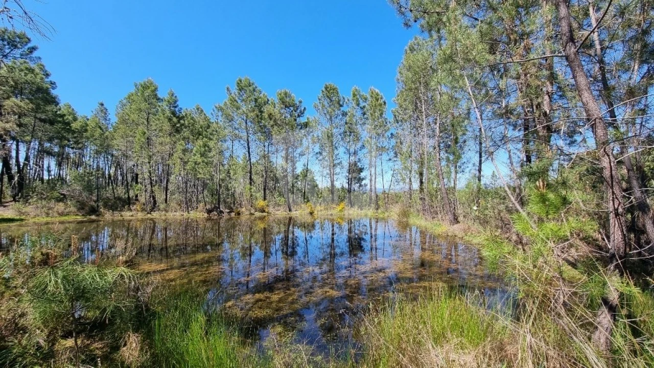 Terreno Agricola ou Rústico para Venda em Sarzedas Foto 5