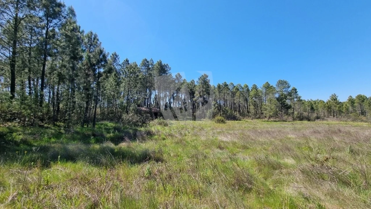 Terreno Agricola ou Rústico para Venda em Sarzedas Foto 12