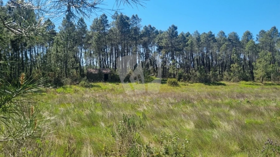 Terreno Agricola ou Rústico para Venda em Sarzedas Foto 24