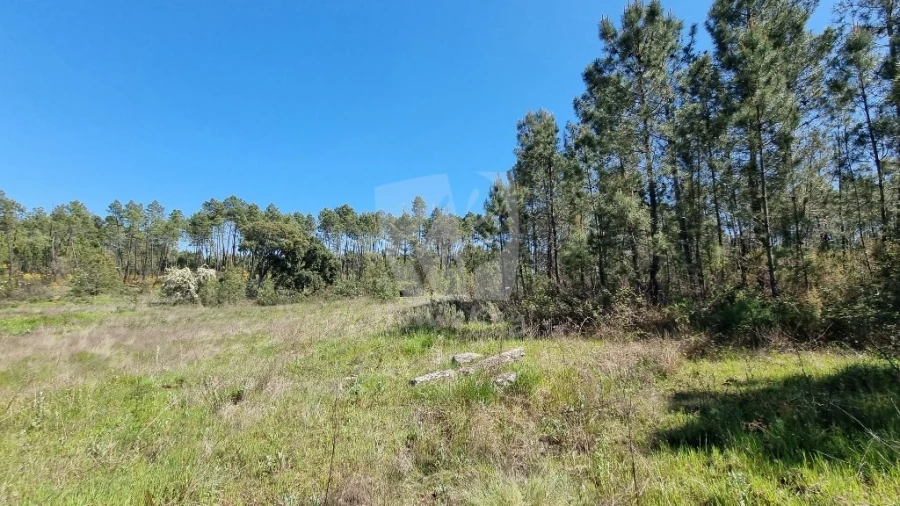 Terreno Agricola ou Rústico para Venda em Sarzedas Foto 17