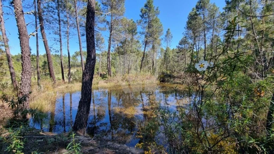 Terreno Agricola ou Rústico para Venda em Sarzedas Foto 18