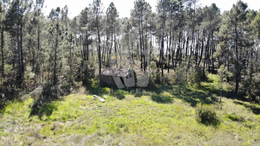 Terreno Agricola ou Rústico para Venda em Sarzedas Foto 14