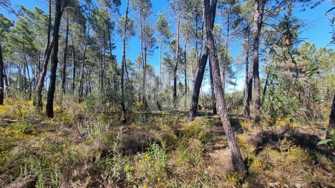 Terreno Agricola ou Rústico para Venda em Sarzedas Foto 26