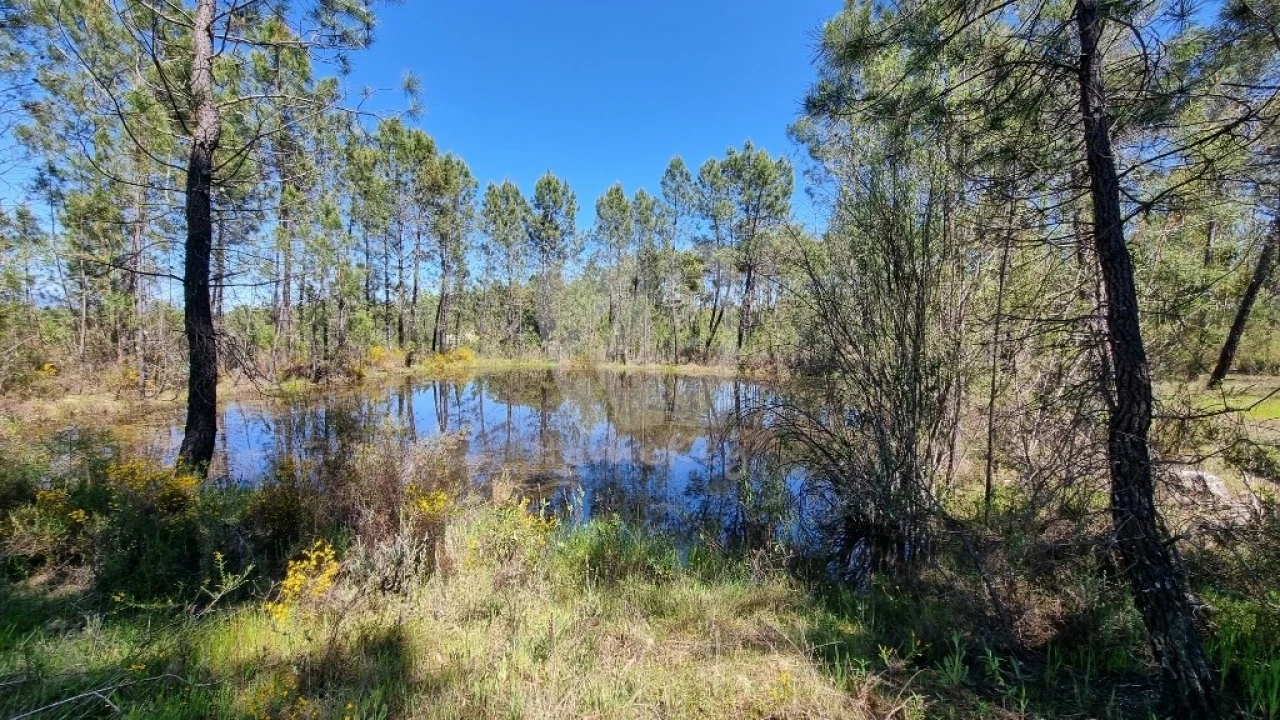 Terreno Agricola ou Rústico para Venda em Sarzedas Foto 4