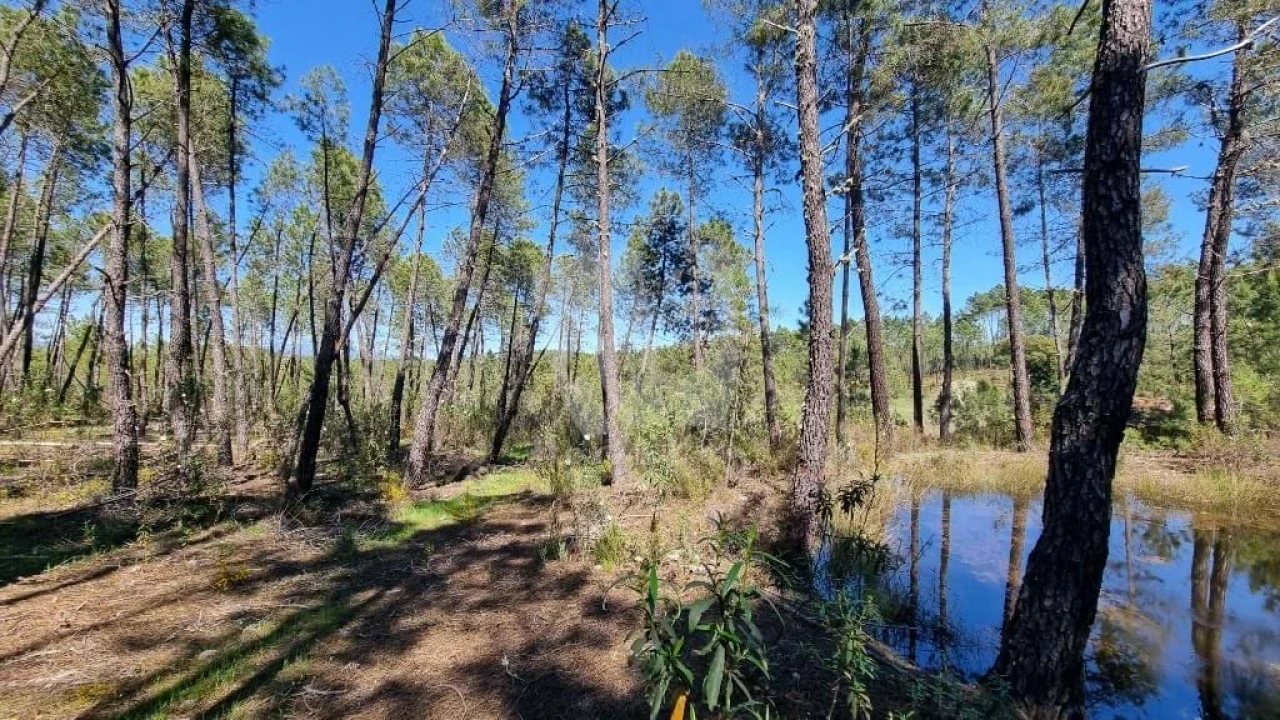 Terreno Agricola ou Rústico para Venda em Sarzedas Foto 19