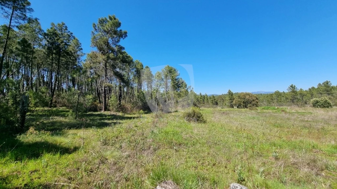 Terreno Agricola ou Rústico para Venda em Sarzedas Foto 13