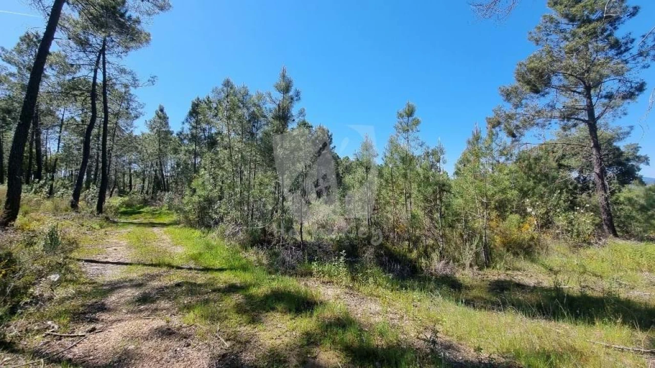 Terreno Agricola ou Rústico para Venda em Sarzedas Foto 25