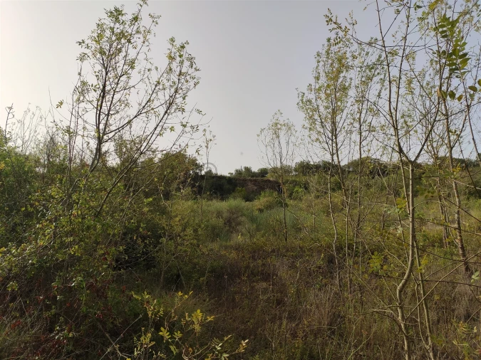 Terreno Agricola ou Rústico para Venda em Cardosas Foto 7