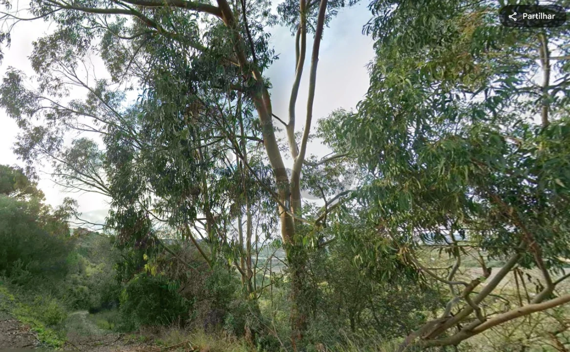 Terreno Agricola ou Rústico para Venda em Cardosas Foto 4