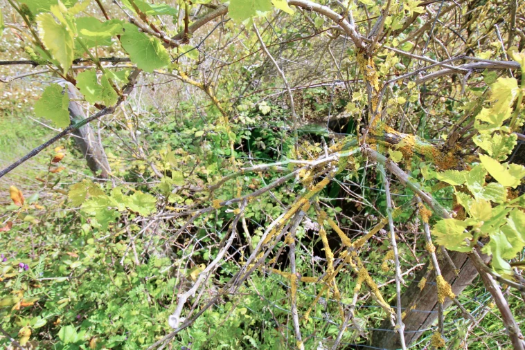Terreno para Venda em Cartaxo e Vale da Pinta Foto 7
