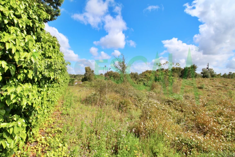 Terreno para Venda em Cartaxo e Vale da Pinta Foto 3