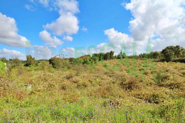 Terreno para Venda em Cartaxo e Vale da Pinta Foto 9