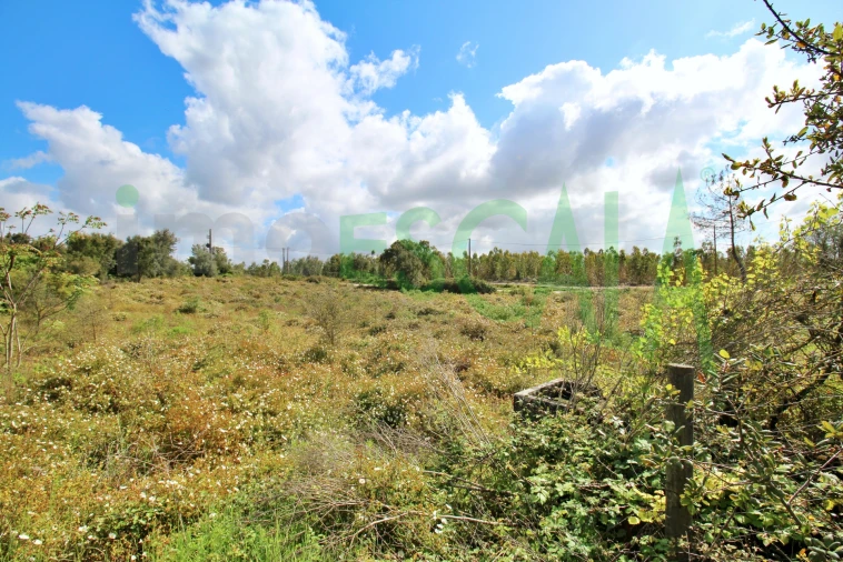 Terreno para Venda em Cartaxo e Vale da Pinta Foto 6