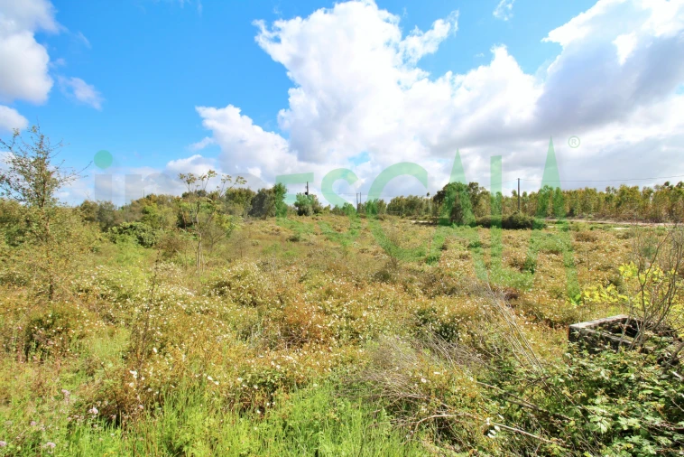 Terreno para Venda em Cartaxo e Vale da Pinta Foto 4