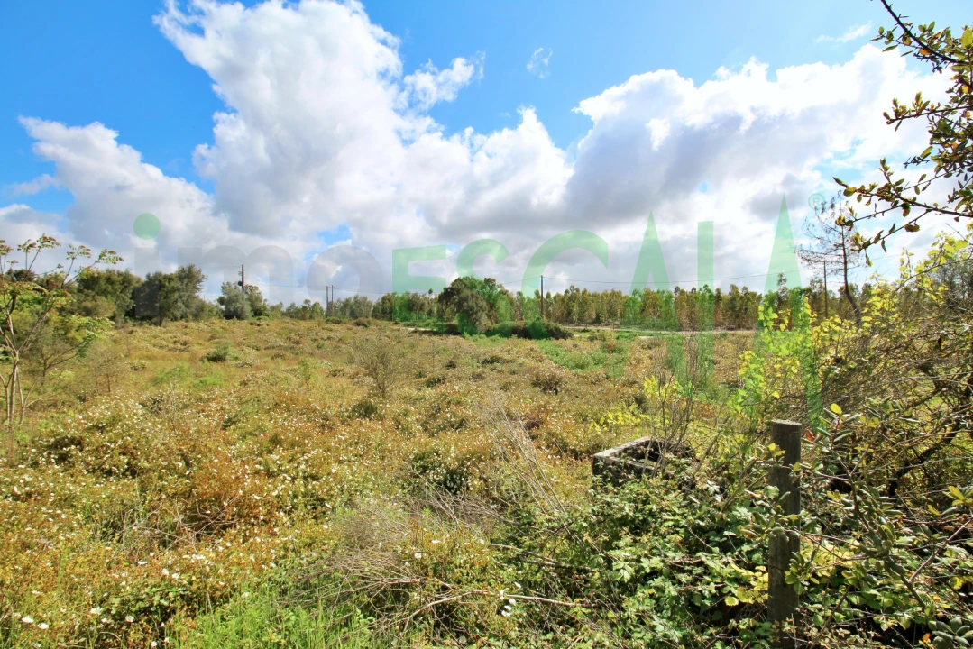 Terreno para Venda em Cartaxo e Vale da Pinta Foto 6