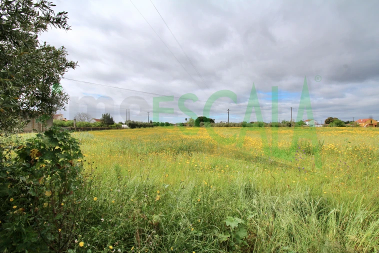 Terreno para Venda em Cartaxo e Vale da Pinta Foto 14